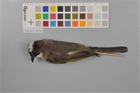 藏品(白頭翁)的圖片